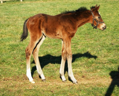 2012 bay colt by Rip Van Winkle